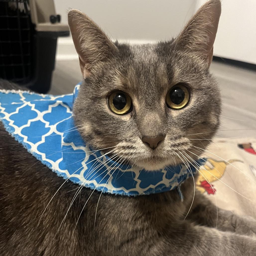 Sasha, Adoptable, Adult Female Domestic Short Hair.