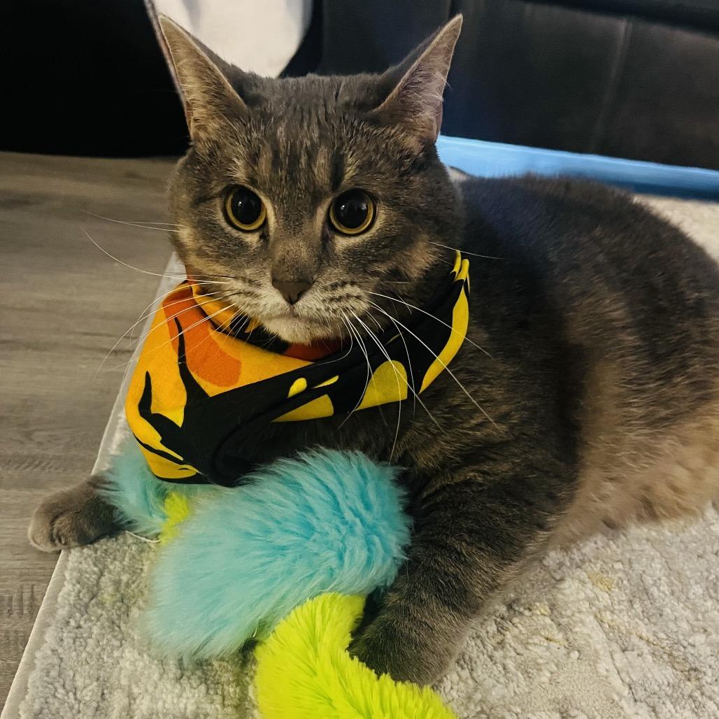 Sasha, Adoptable, Adult Female Domestic Short Hair.