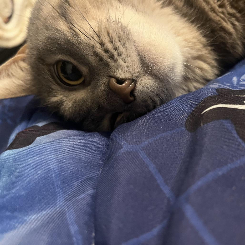 Sasha, a Adoptable Domestic Short Hair in Columbia, MO image 2/6