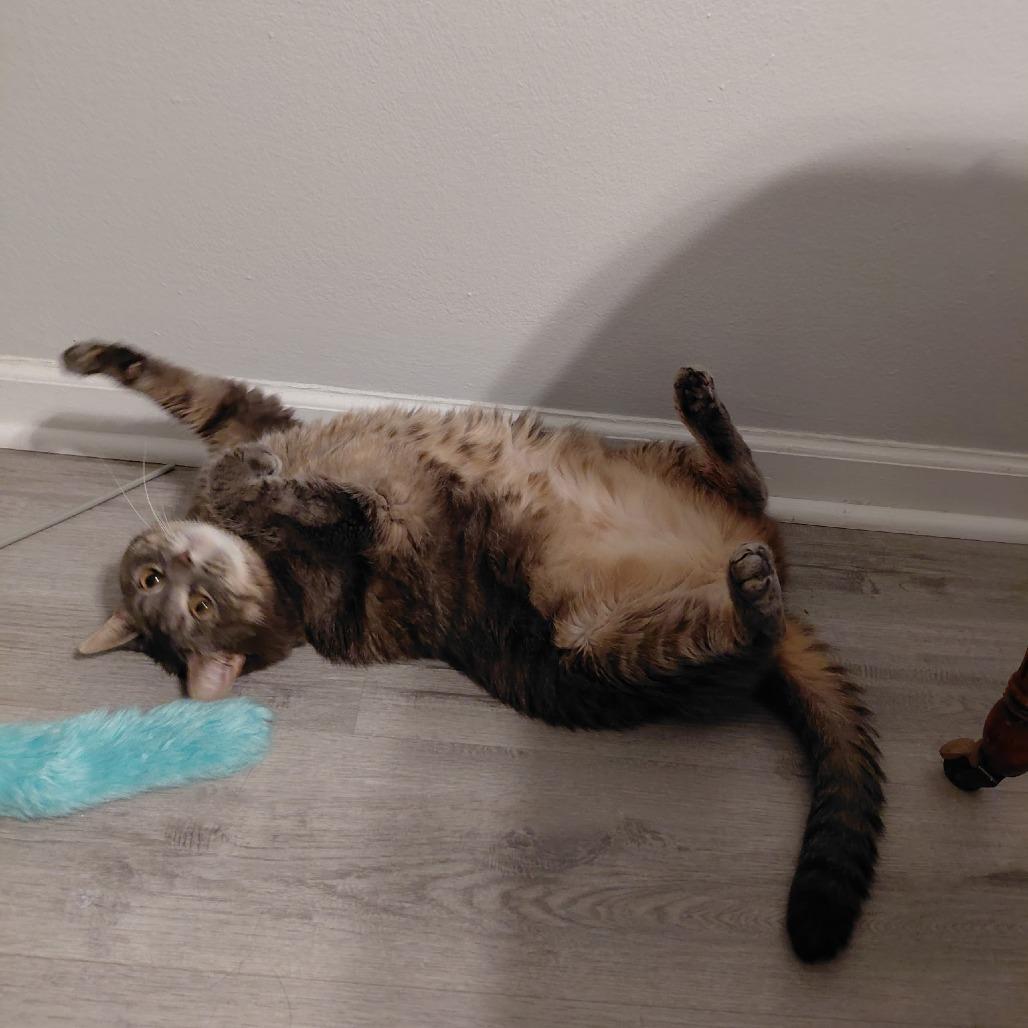 Sasha, a Adoptable Domestic Short Hair in Columbia, MO image 3/6