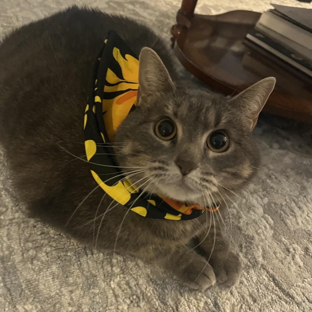 Sasha, a Adoptable Domestic Short Hair in Columbia, MO image 4/6