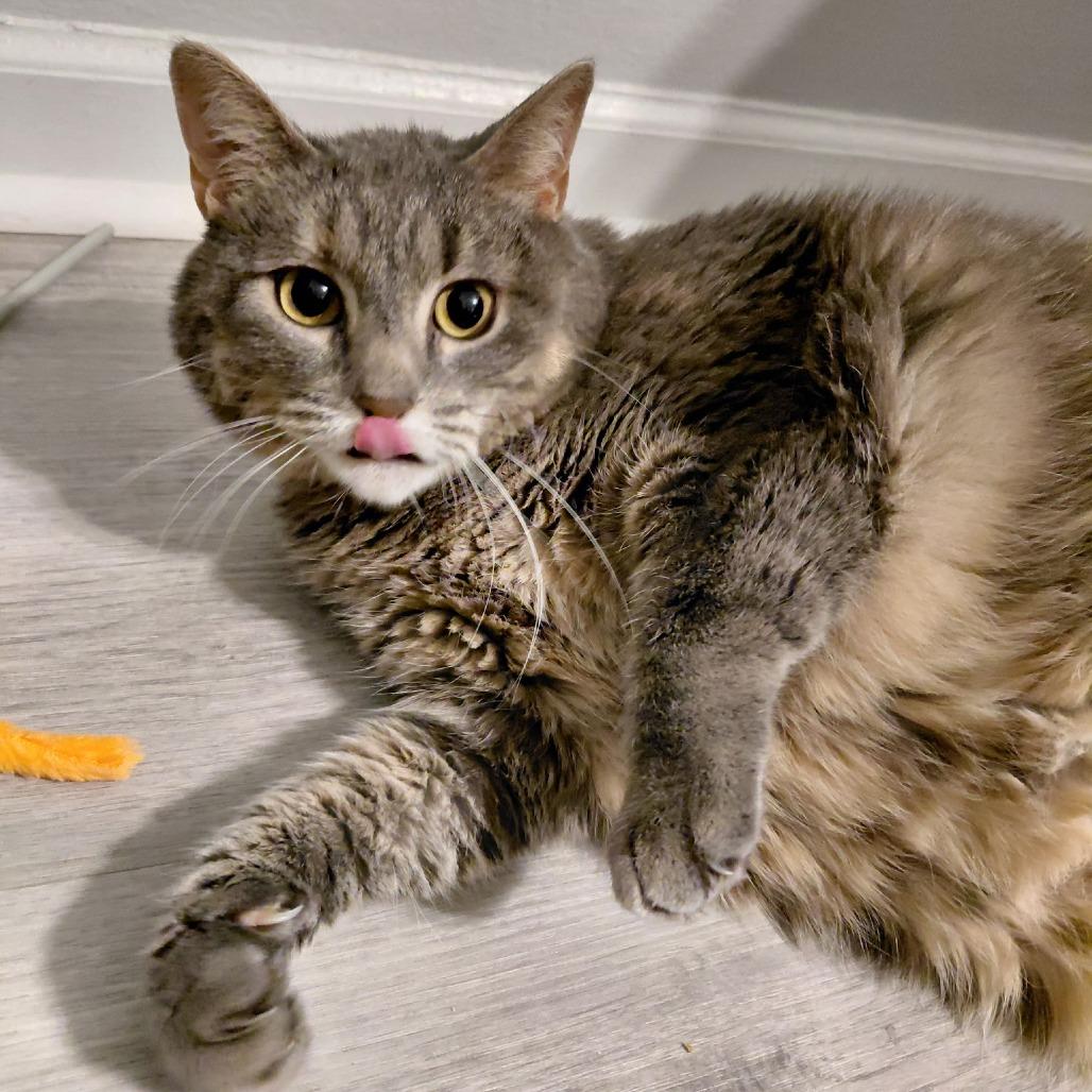 Sasha, a Adoptable Domestic Short Hair in Columbia, MO image 5/6