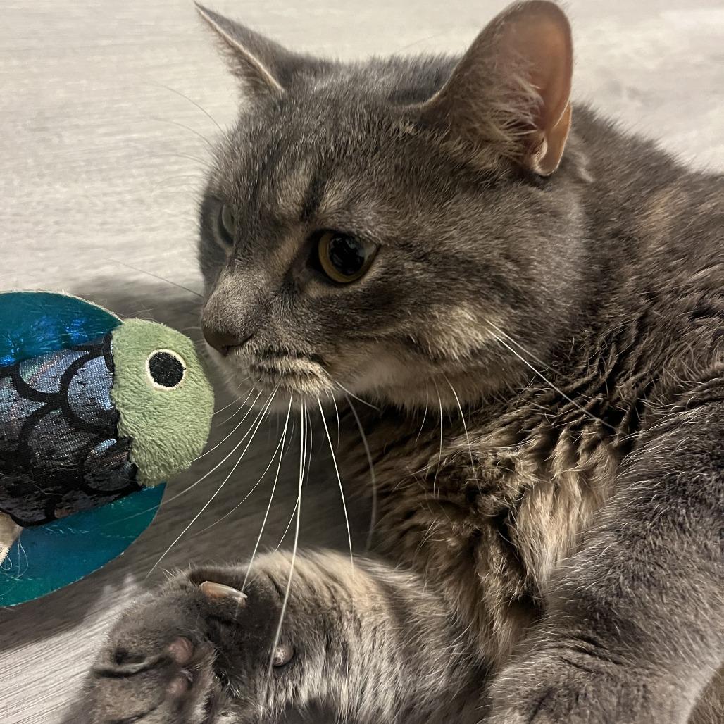 Sasha, a Adoptable Domestic Short Hair in Columbia, MO image 6/6