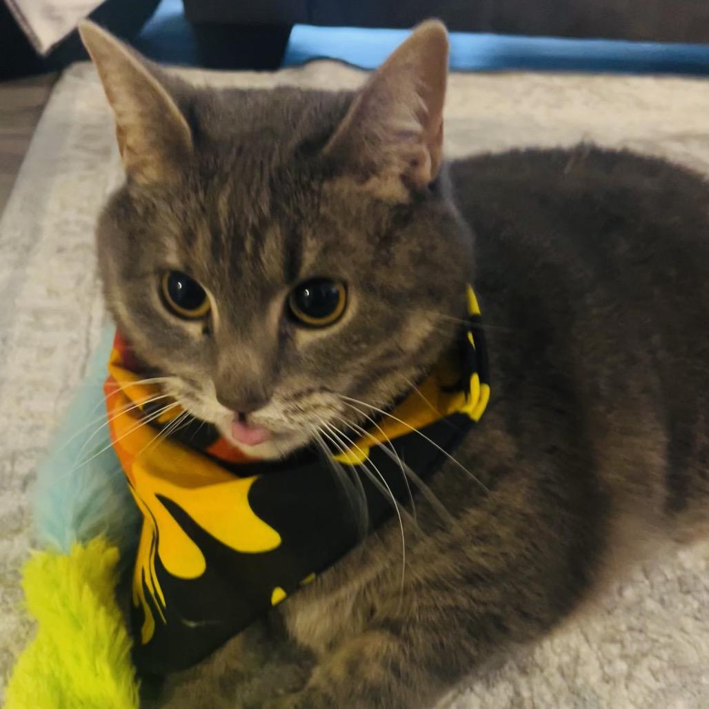 Enlarge Sasha, a Adoptable Domestic Short Hair in Columbia, MO image 5/6