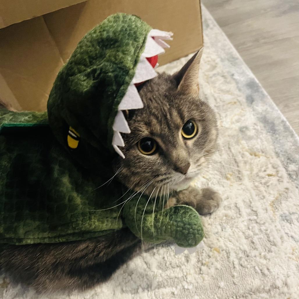 Enlarge Sasha, a Adoptable Domestic Short Hair in Columbia, MO image 6/6