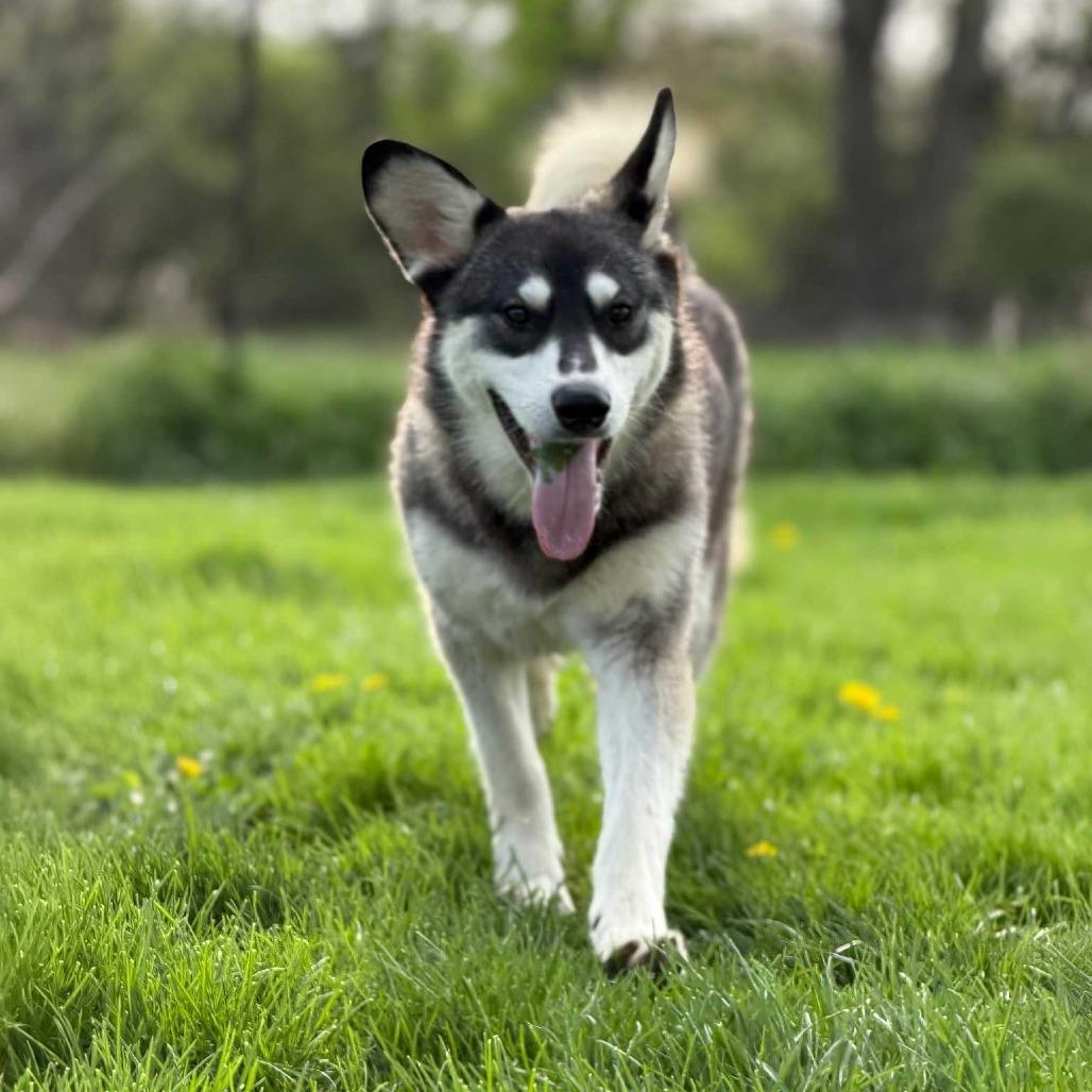 Clyde, a Adoptable Siberian Husky in Muncie, IN image 1/4