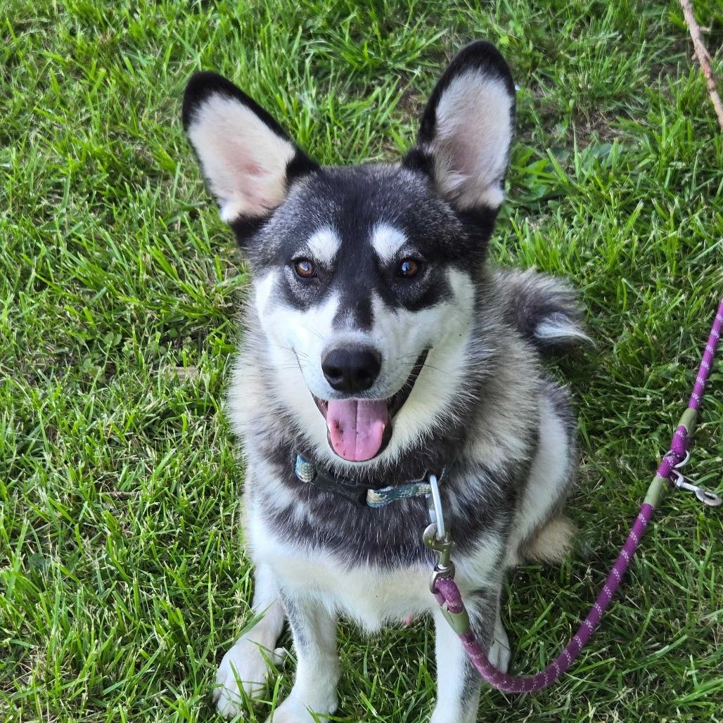 Clyde, a Adoptable Siberian Husky in Muncie, IN image 2/4