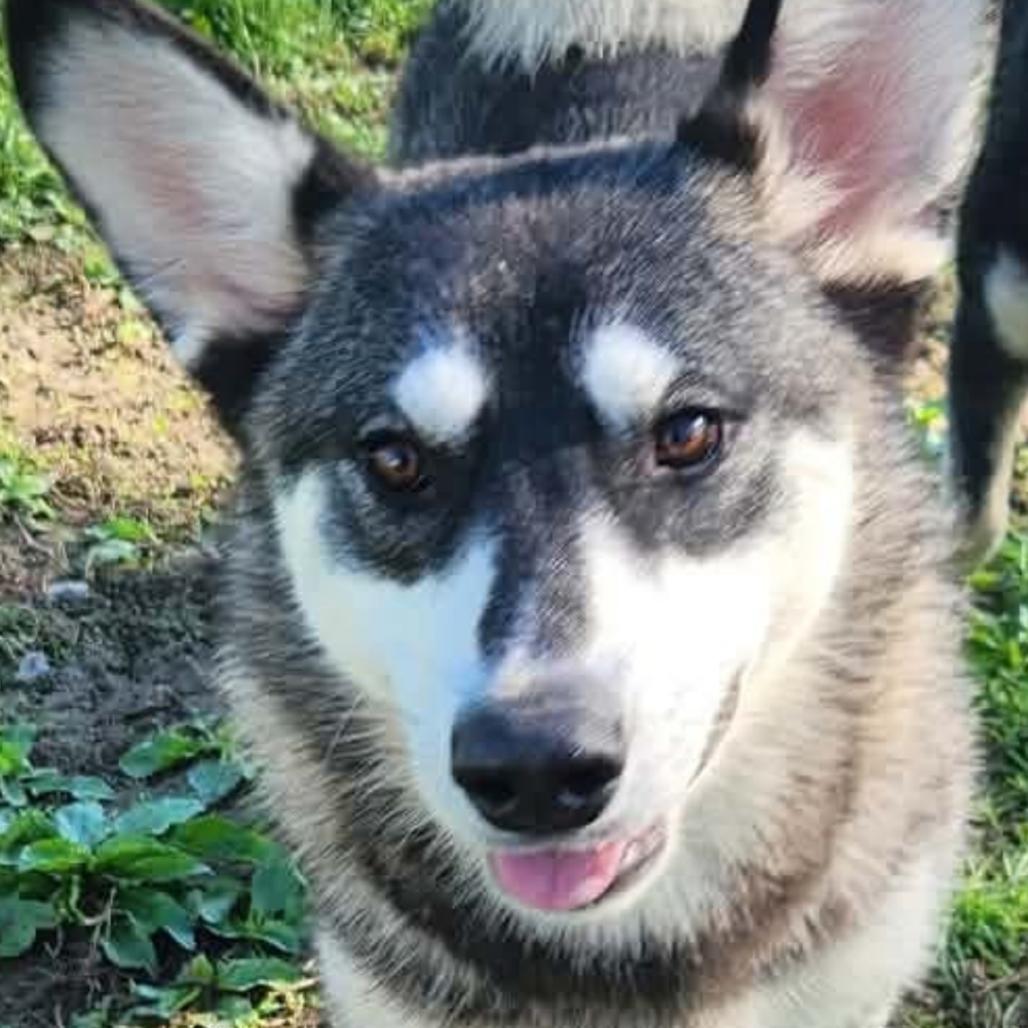 Enlarge Clyde, a Adoptable Siberian Husky in Muncie, IN image 1/1