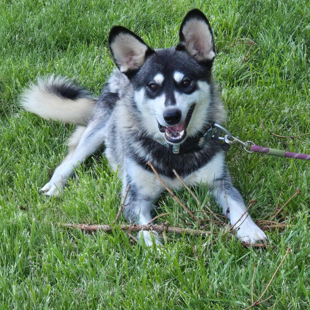 Clyde, a Adoptable Siberian Husky in Muncie, IN image 4/4