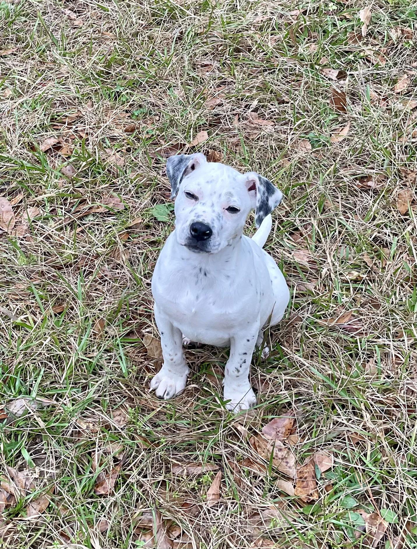 Enlarge Domino, a Adopted Pit Bull Terrier in Slidell, LA image 1/3