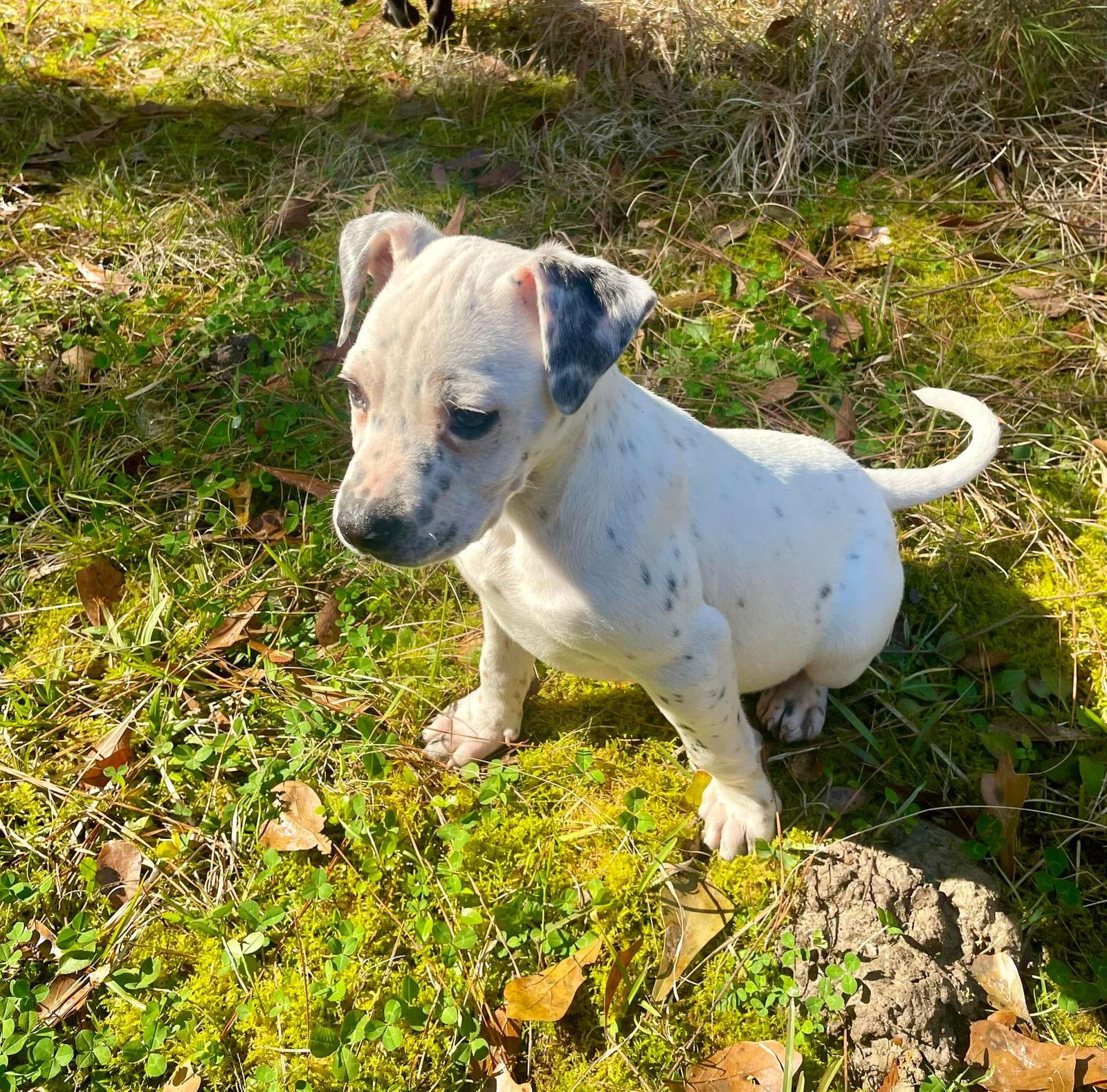 Enlarge Domino, a Adopted Pit Bull Terrier in Slidell, LA image 2/3