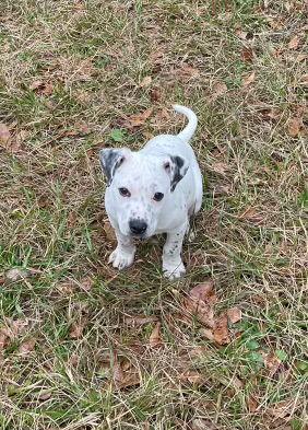 Enlarge Domino, a Adopted Pit Bull Terrier in Slidell, LA image 3/3