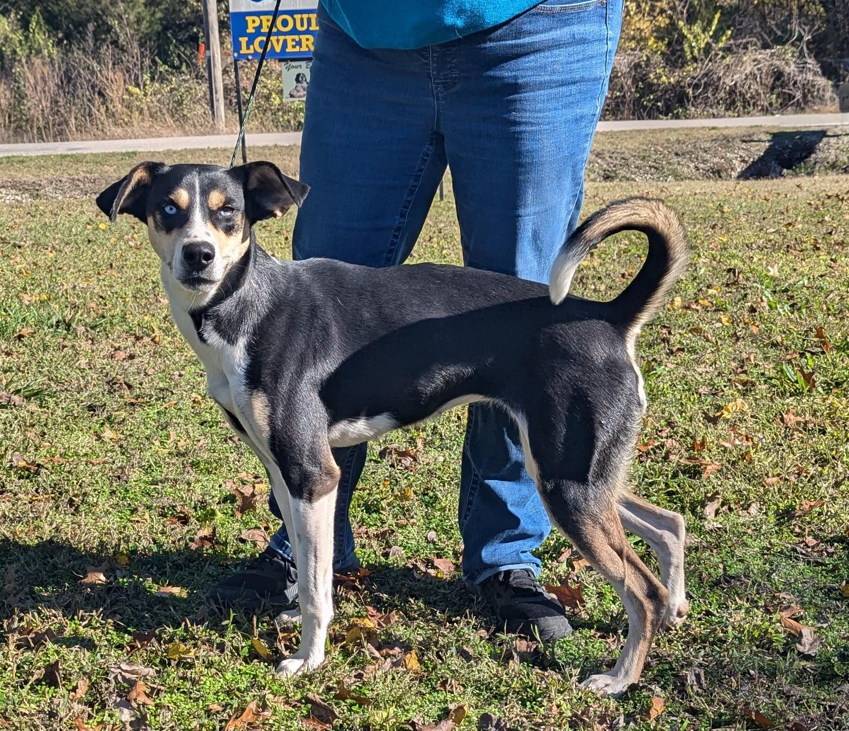 Heidi, Adoptable, Young Female Catahoula Leopard Dog & Siberian Husky.