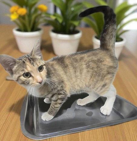 Miss Kitty, Adopted, Young Female Domestic Short Hair.