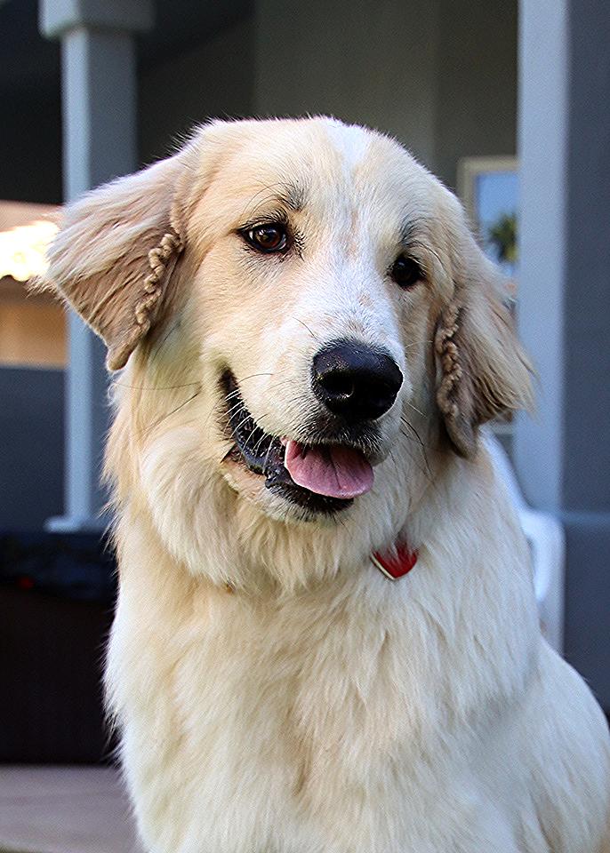Enlarge Zazzy, a Adoptable mixed breed in Glendale, AZ image 1/3