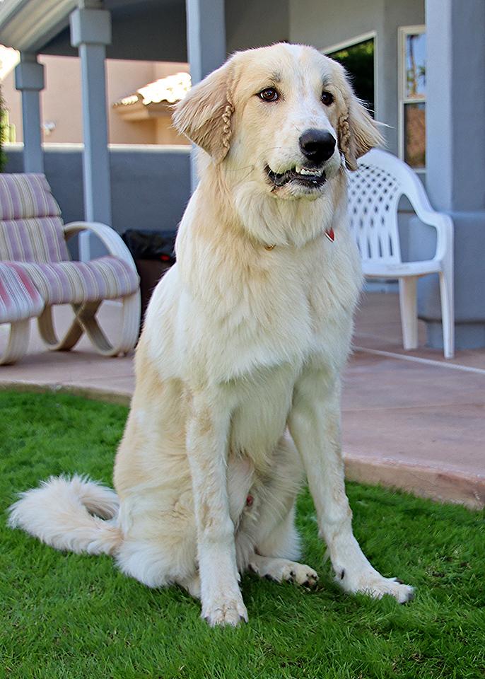 Enlarge Zazzy, a Adoptable mixed breed in Glendale, AZ image 2/3