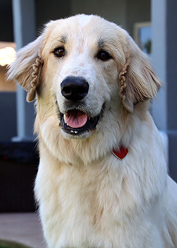 Enlarge Zazzy, a Adoptable mixed breed in Glendale, AZ image 3/3