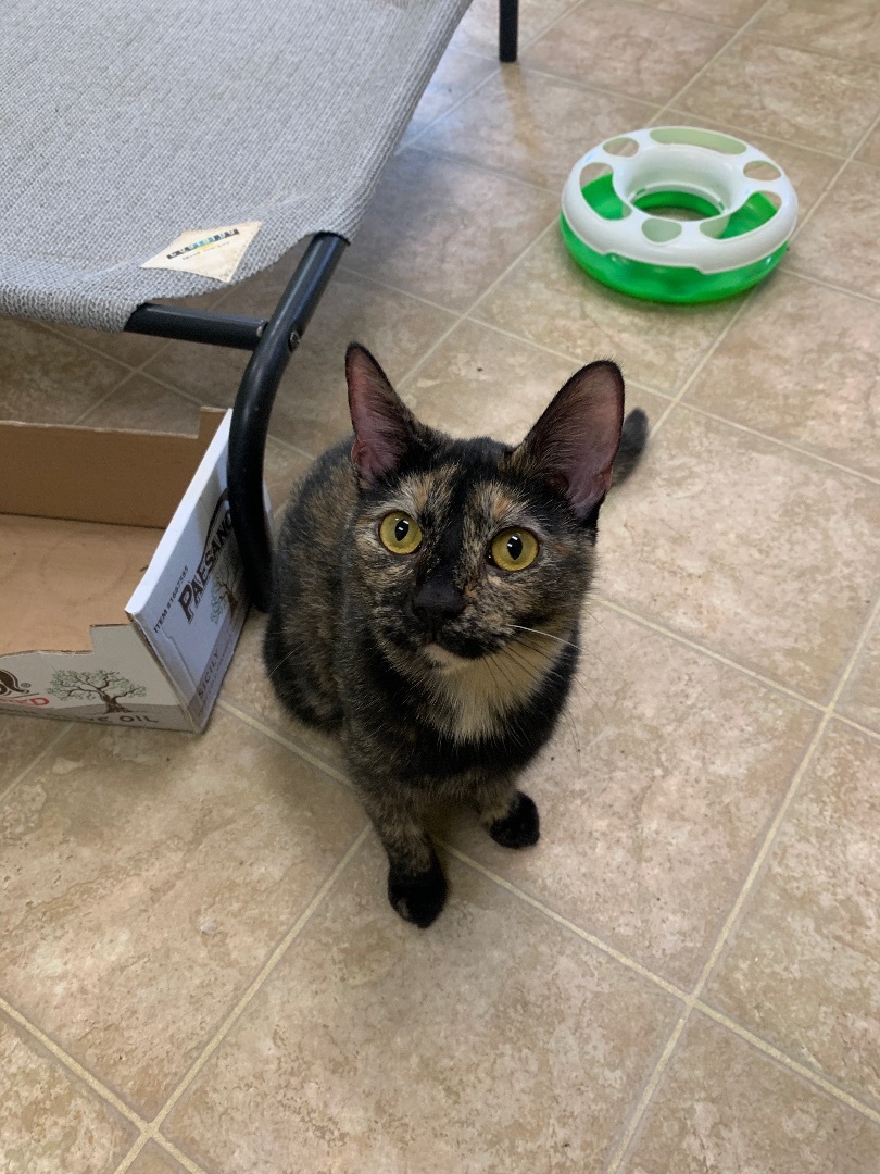 Lake , Adoptable, Adult Female Domestic Short Hair.