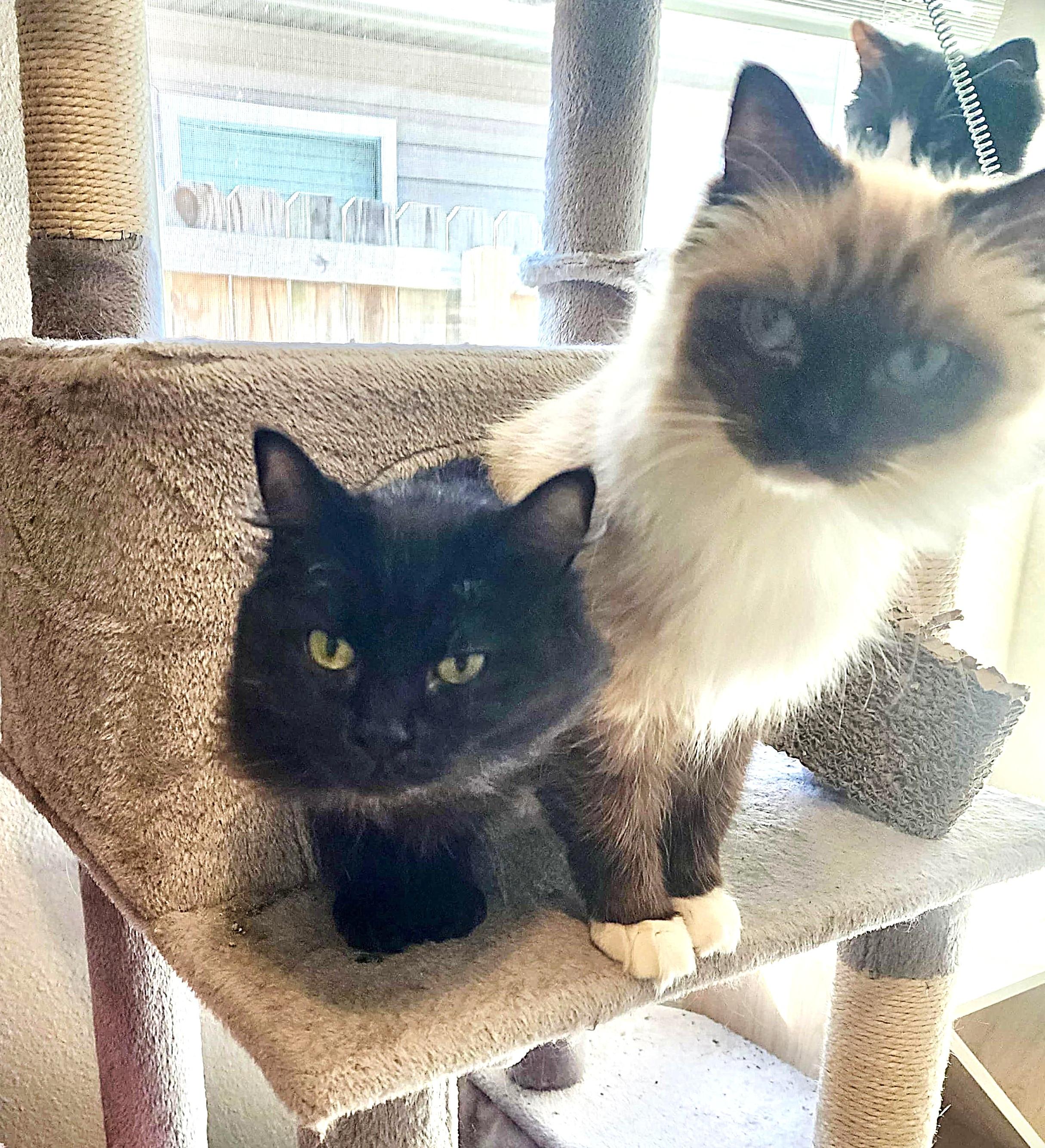 Poppy (Bonded with Dahlia), Adoptable, Adult Female Ragdoll.