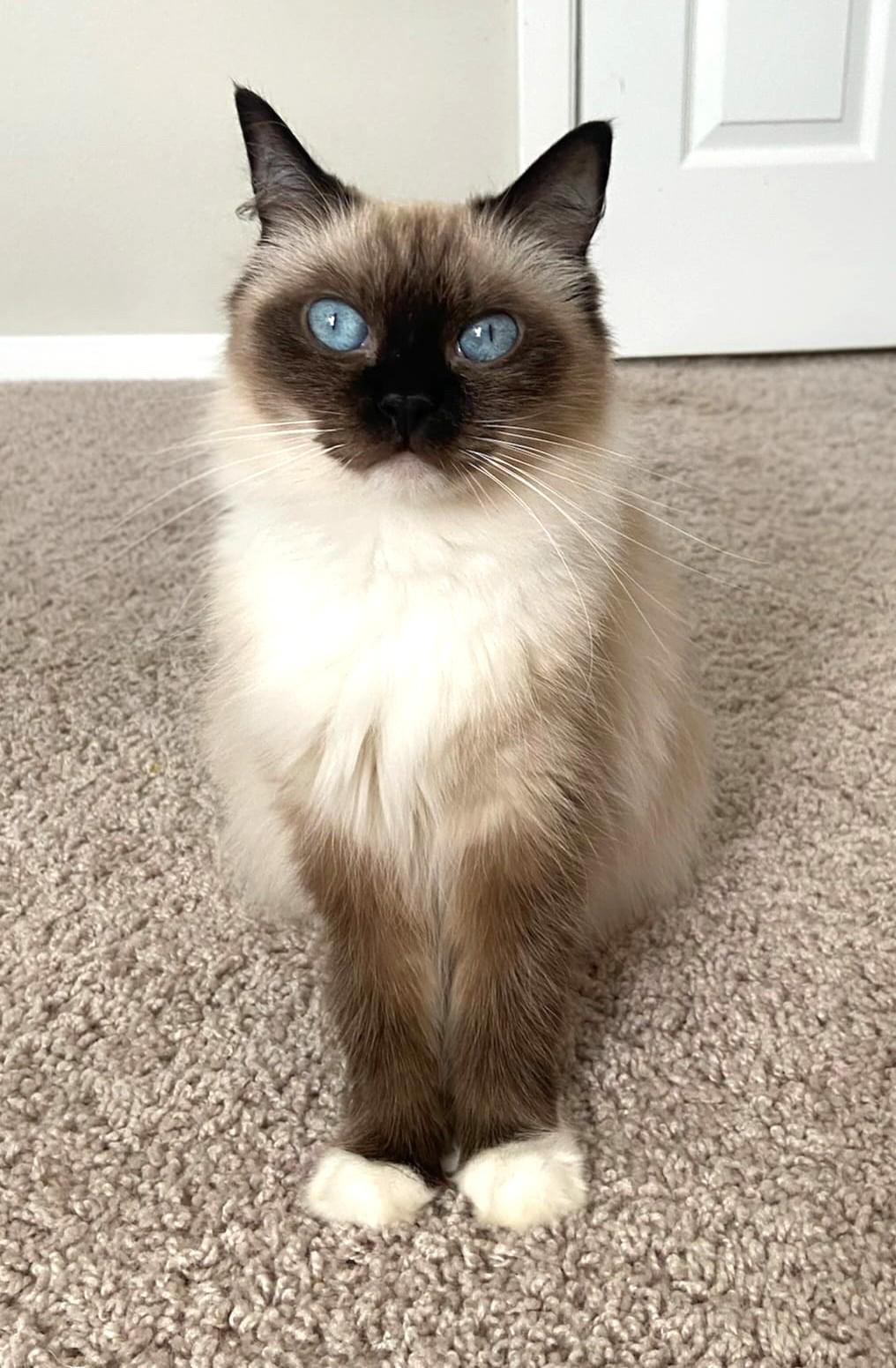 Poppy (Bonded with Dahlia), a Adoptable Ragdoll in Bentonville, AR image 2/4