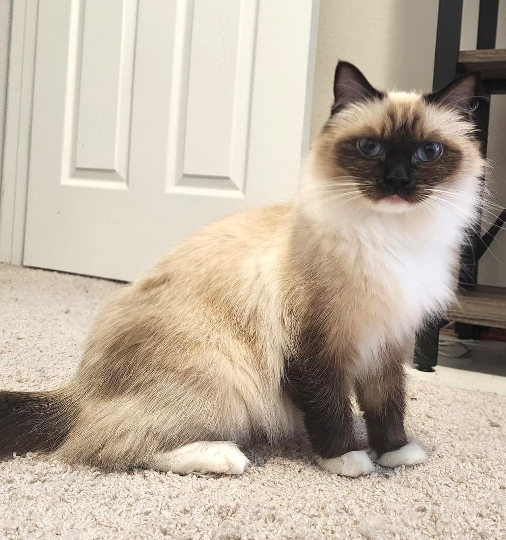Poppy (Bonded with Dahlia), a Adoptable Ragdoll in Bentonville, AR image 3/4