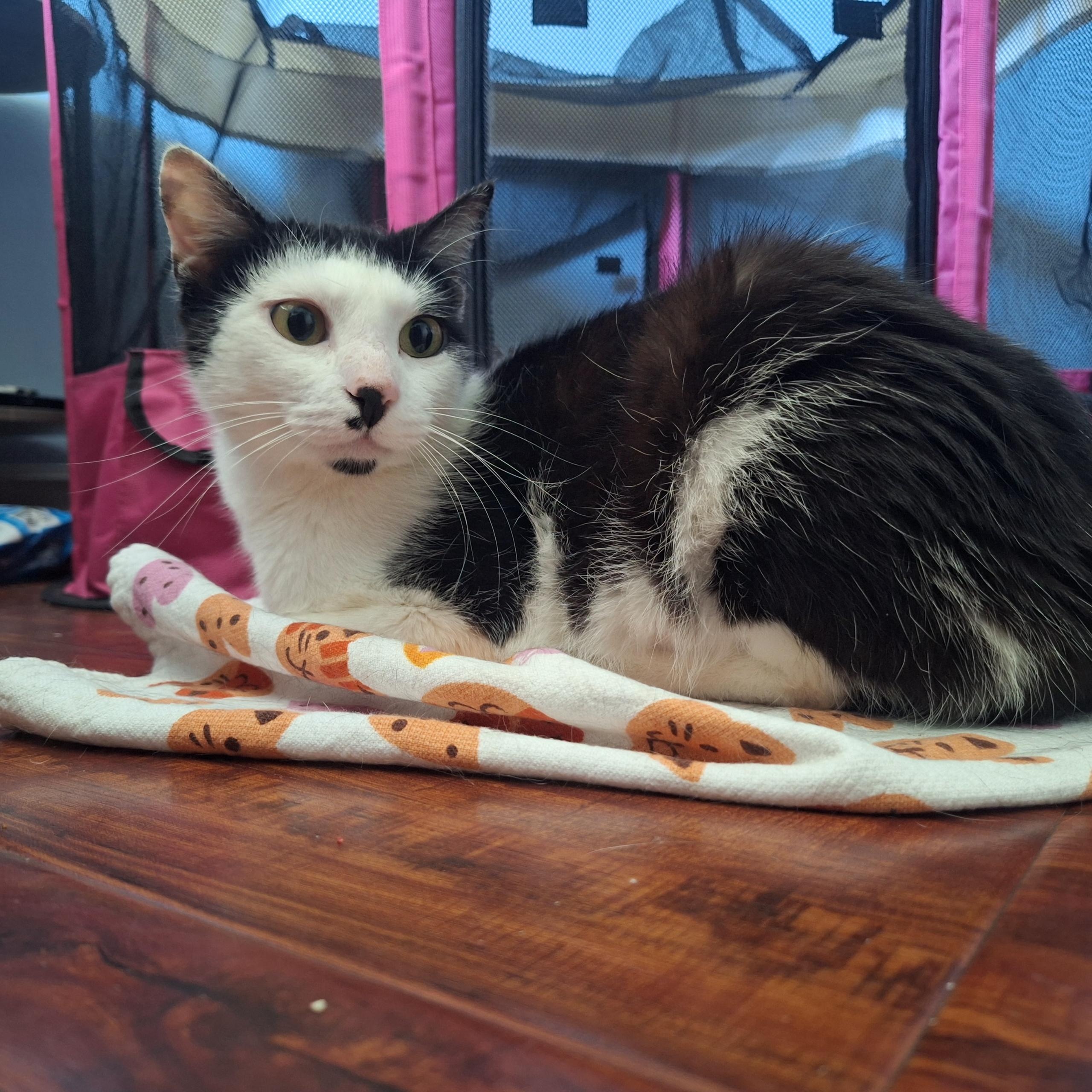 Dottie — thumbnail 2