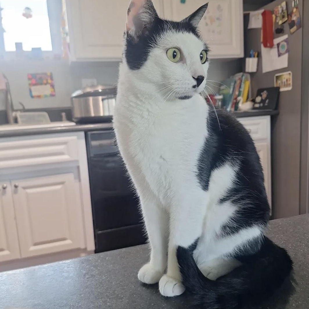 Dottie — thumbnail 3