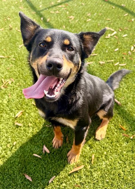 COWBOY, Adoptable, Young Male Rottweiler & Labrador Retriever.