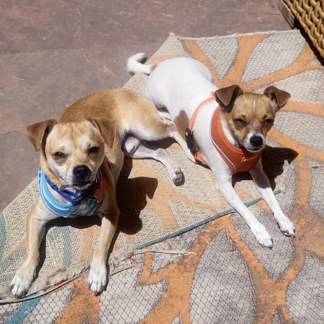 Mocha & Mojo, ADOPTABLE, Young Male Chihuahua & Pug.