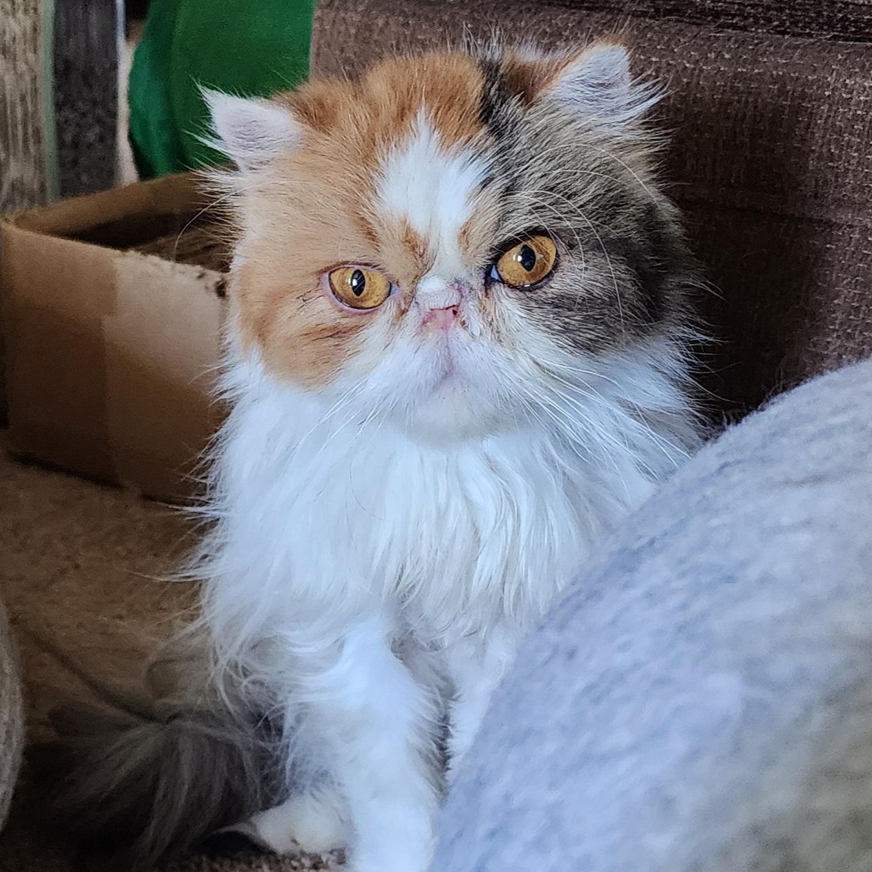 Farah, Adult Female Persian