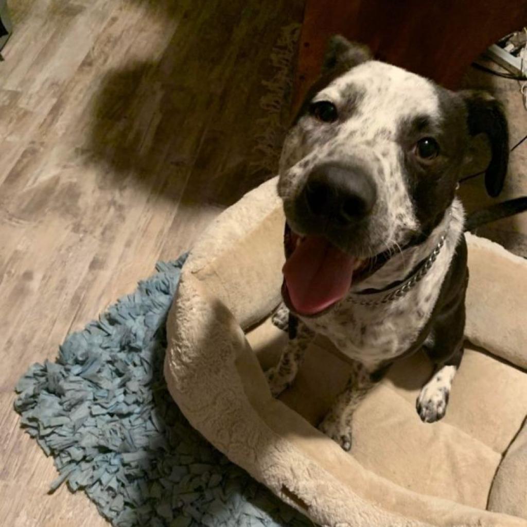 Rue, Adoptable, Adult Male Cattle Dog.