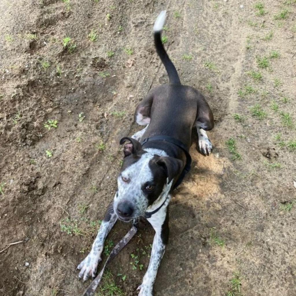 Rue, a Adoptable Cattle Dog in Oceanside, NY image 3/4