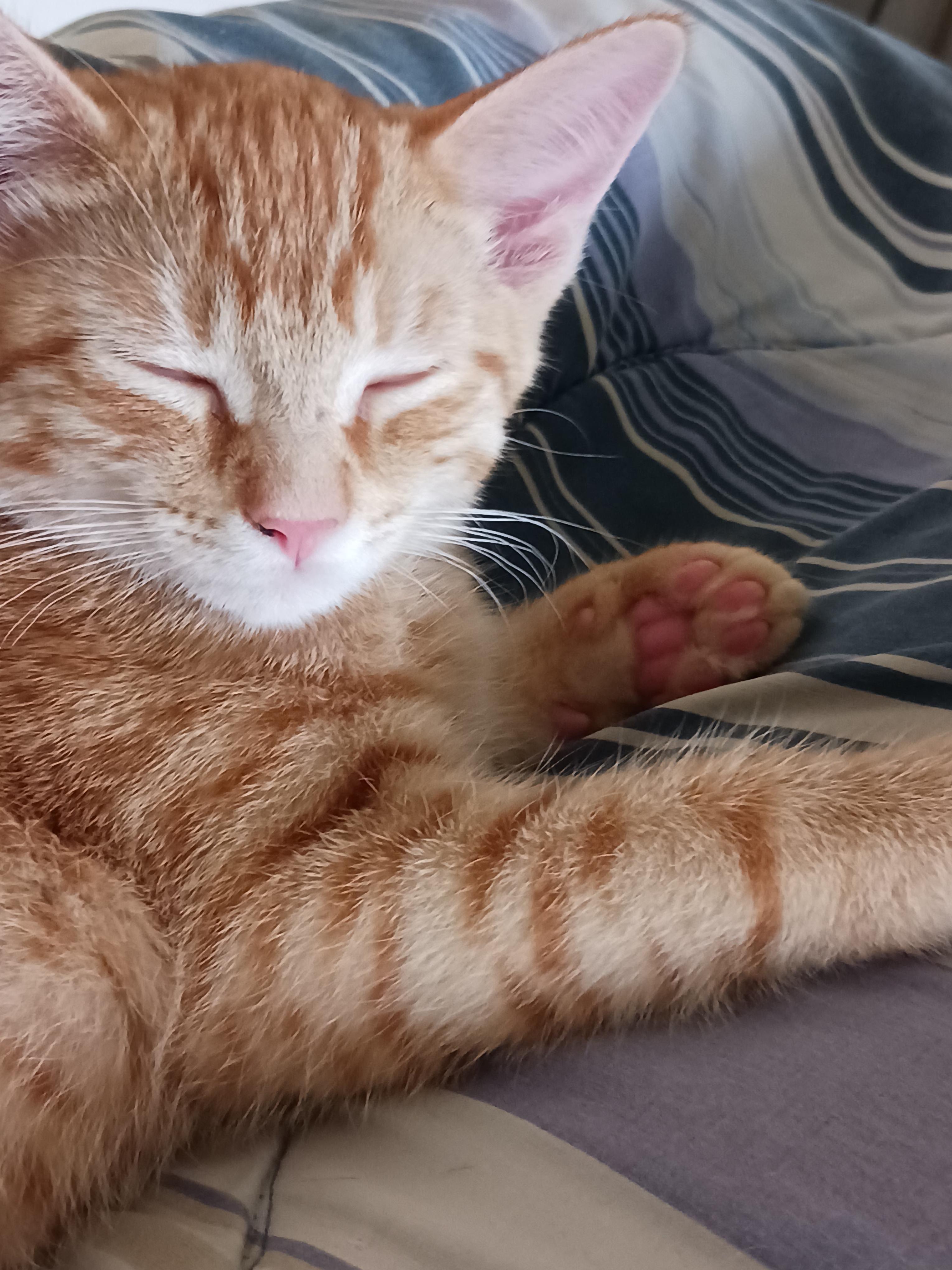 Enlarge Grahm — The Little Ginger Boss, a Adopted Domestic Short Hair in Prescott, AZ image 2/4