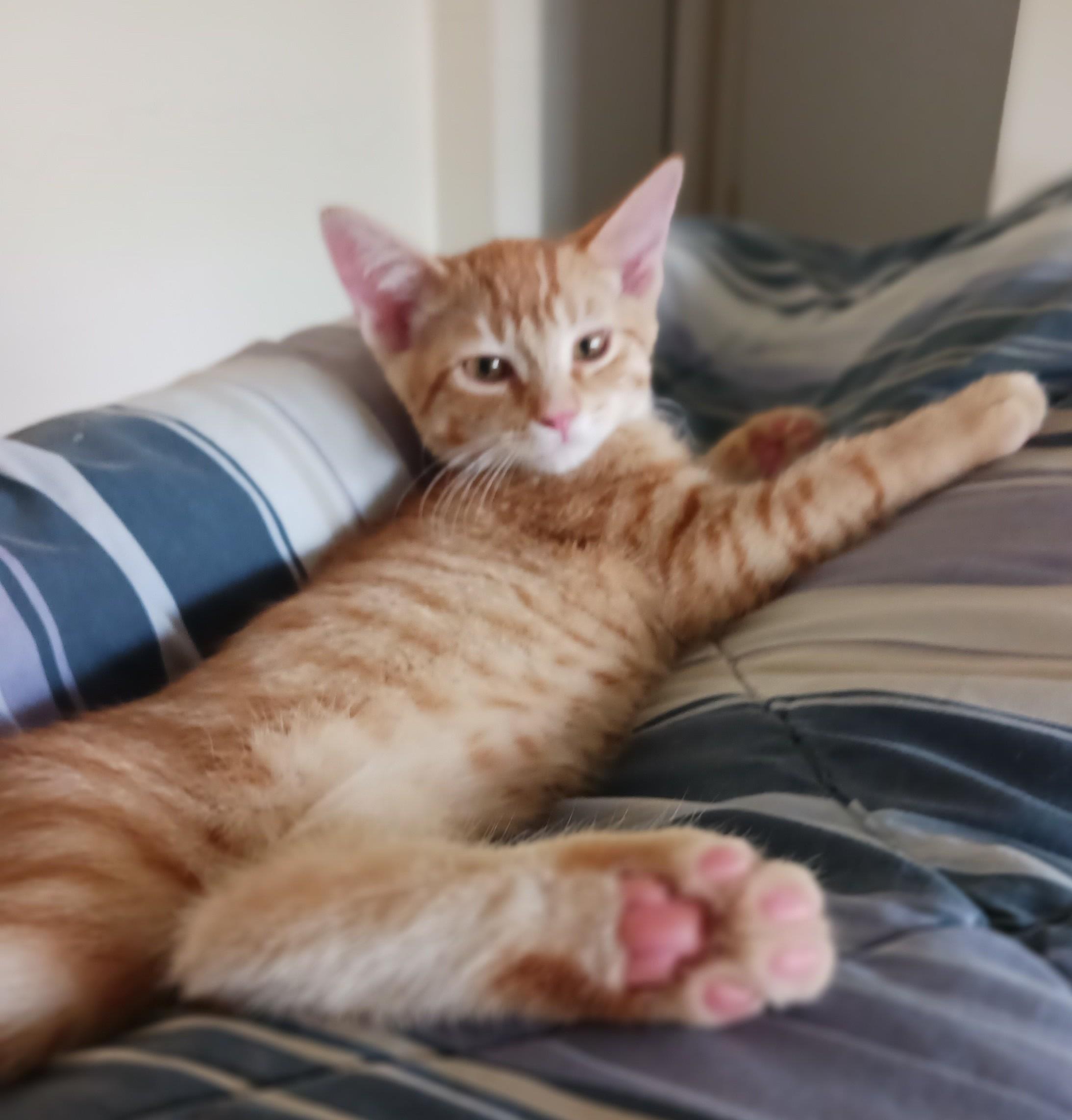 Enlarge Grahm — The Little Ginger Boss, a Adopted Domestic Short Hair in Prescott, AZ image 3/4