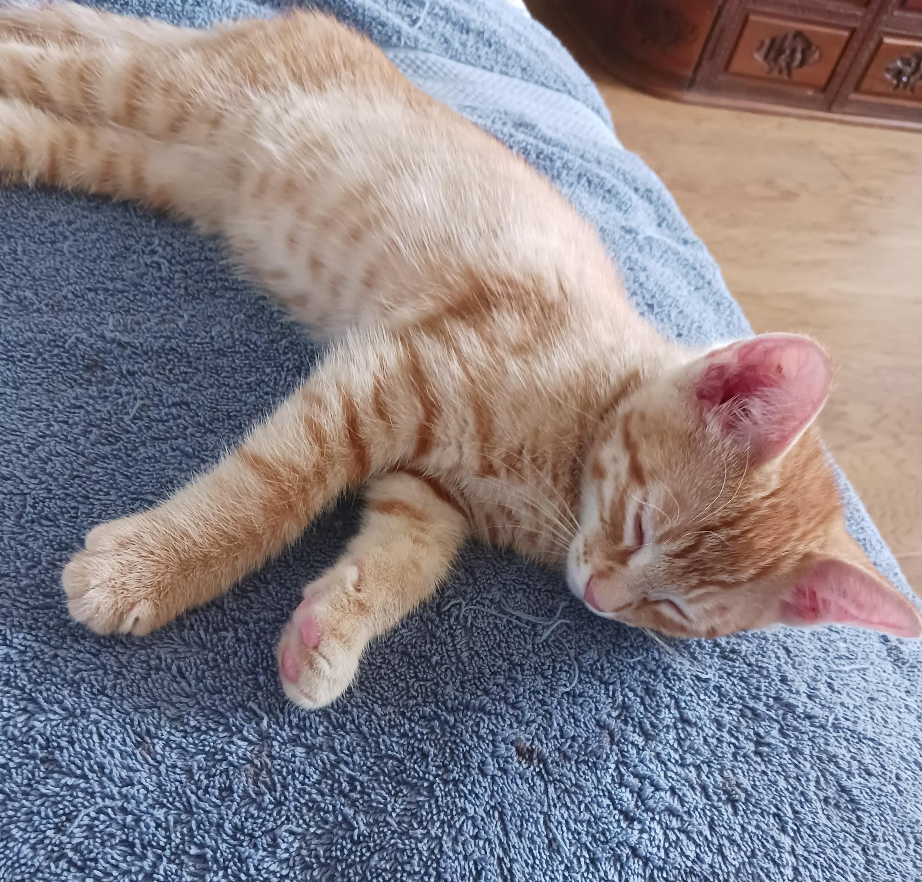 Enlarge Grahm — The Little Ginger Boss, a Adopted Domestic Short Hair in Prescott, AZ image 4/4