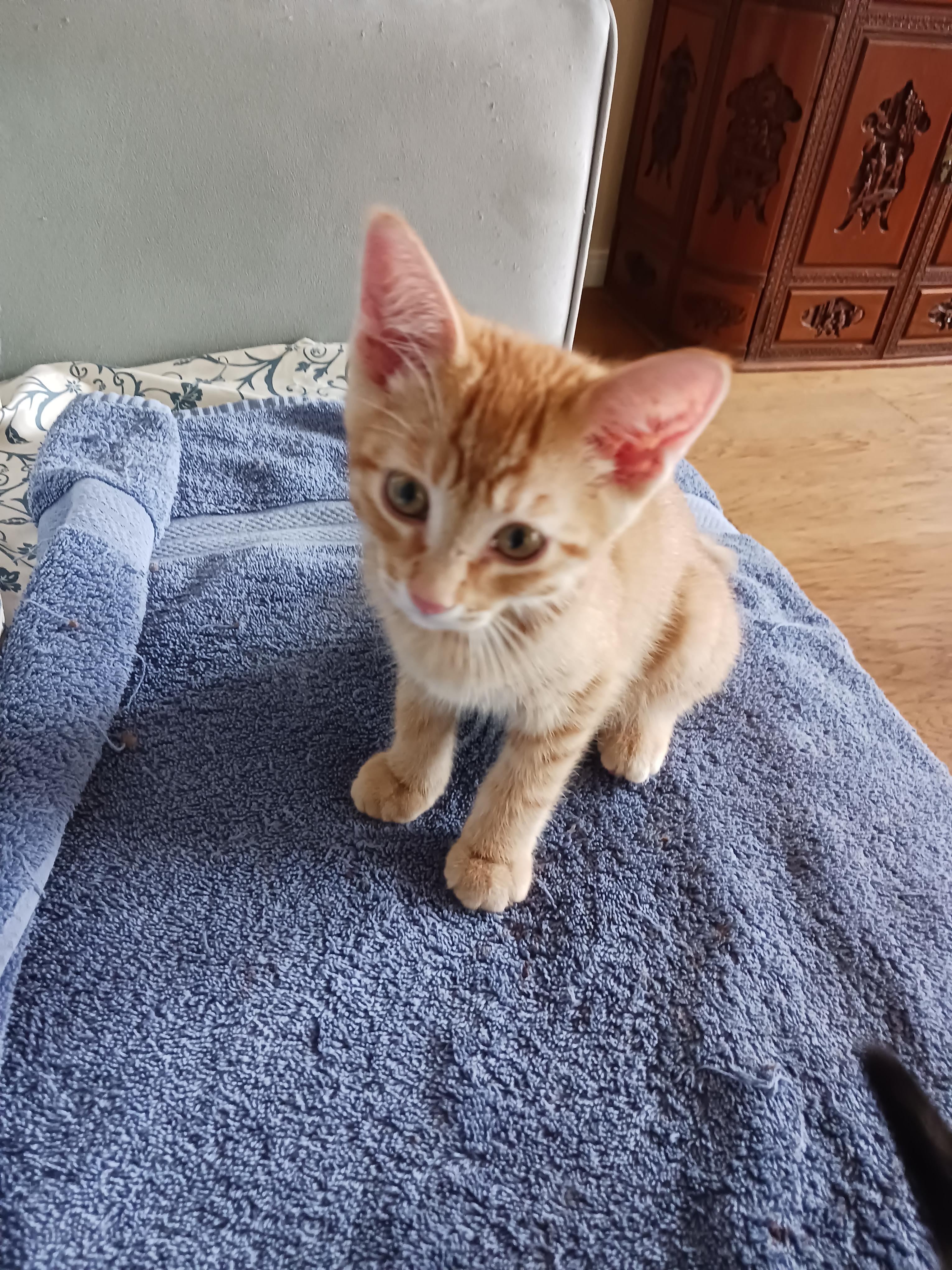 Grahm — The Little Ginger Boss, Adopted, Kitten Male Domestic Short Hair.