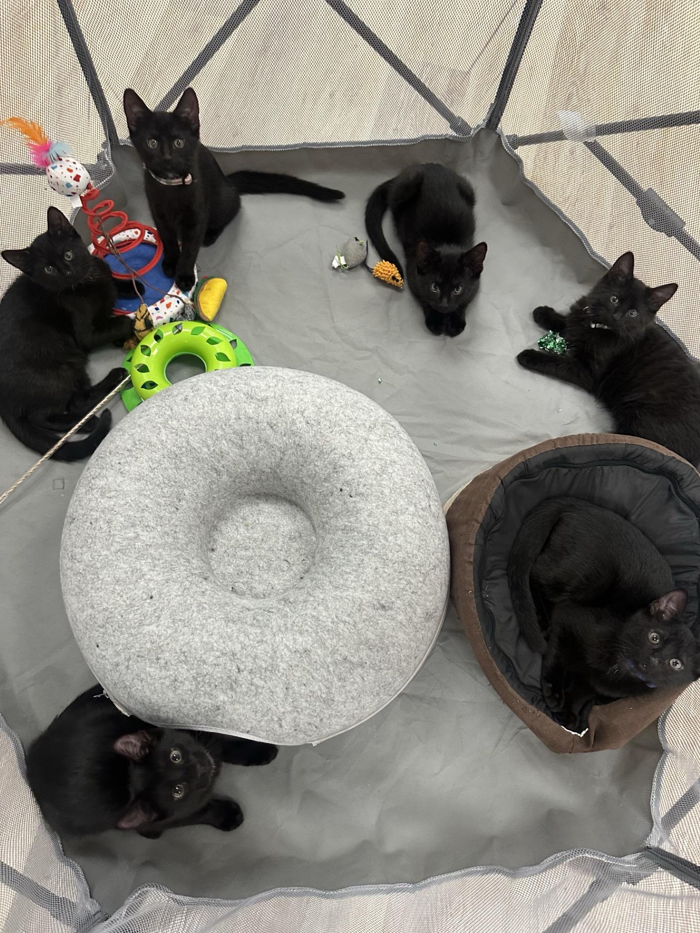 Little Black Kittens, Adoptable, Kitten Female Domestic Short Hair.