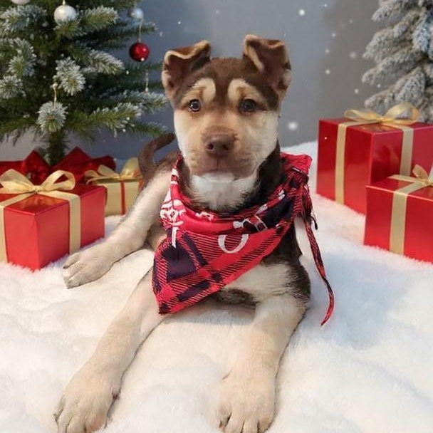 HOLLY, ADOPTABLE, Puppy Female Husky.