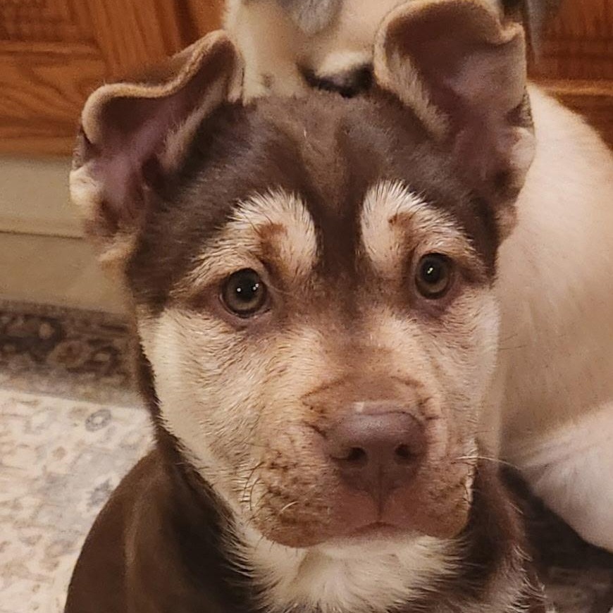 Enlarge HOLLY, a ADOPTABLE mixed breed in Schnecksville, PA image 2/3