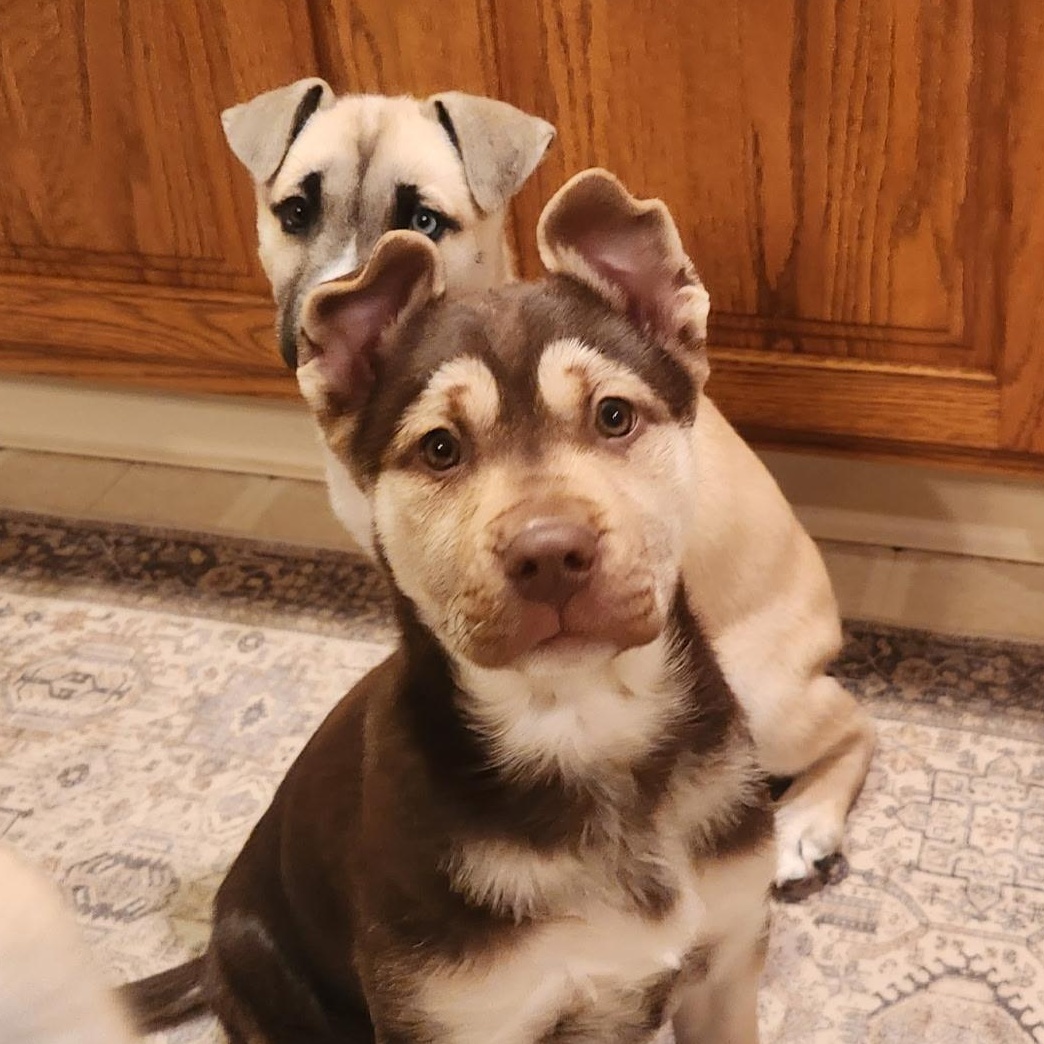 Enlarge HOLLY, a ADOPTABLE mixed breed in Schnecksville, PA image 3/3