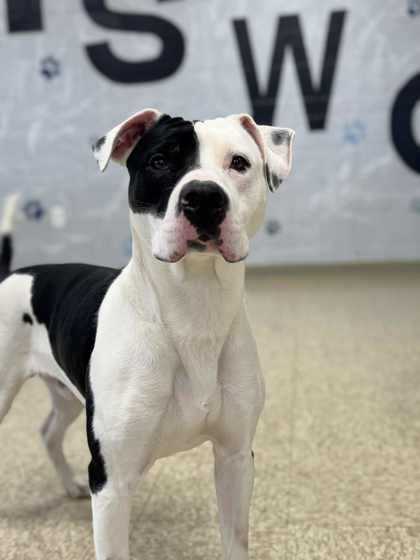 Astro, Adoptable, Young Male Mixed Breed & Mixed Breed.