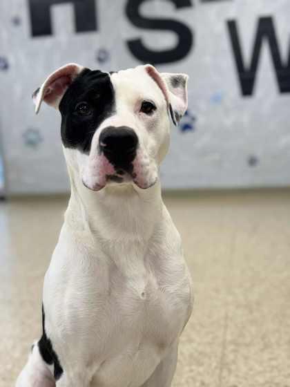 Enlarge Astro, a Adoptable mixed breed in Columbia City, IN image 2/6