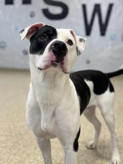 Enlarge Astro, a Adoptable mixed breed in Columbia City, IN image 5/6