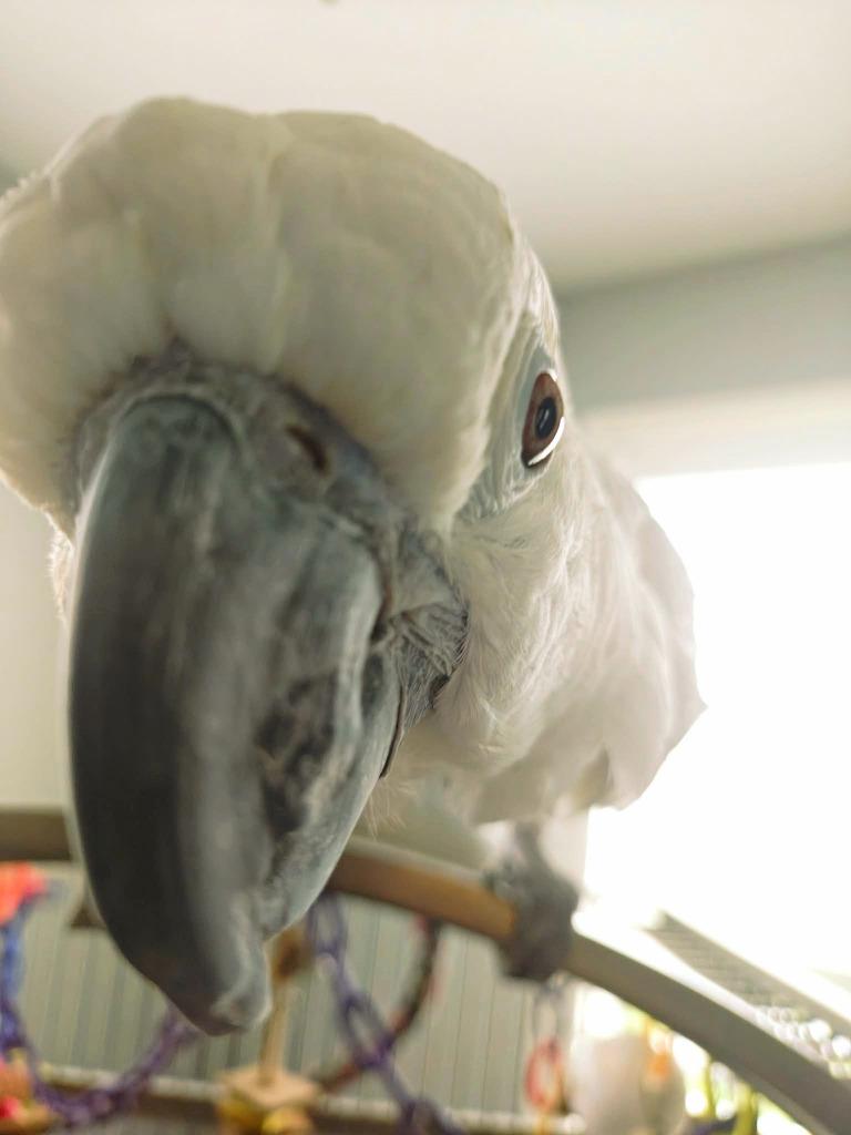 Enlarge Casper, a Adoptable Cockatoo in Ballwin, MO image 1/6