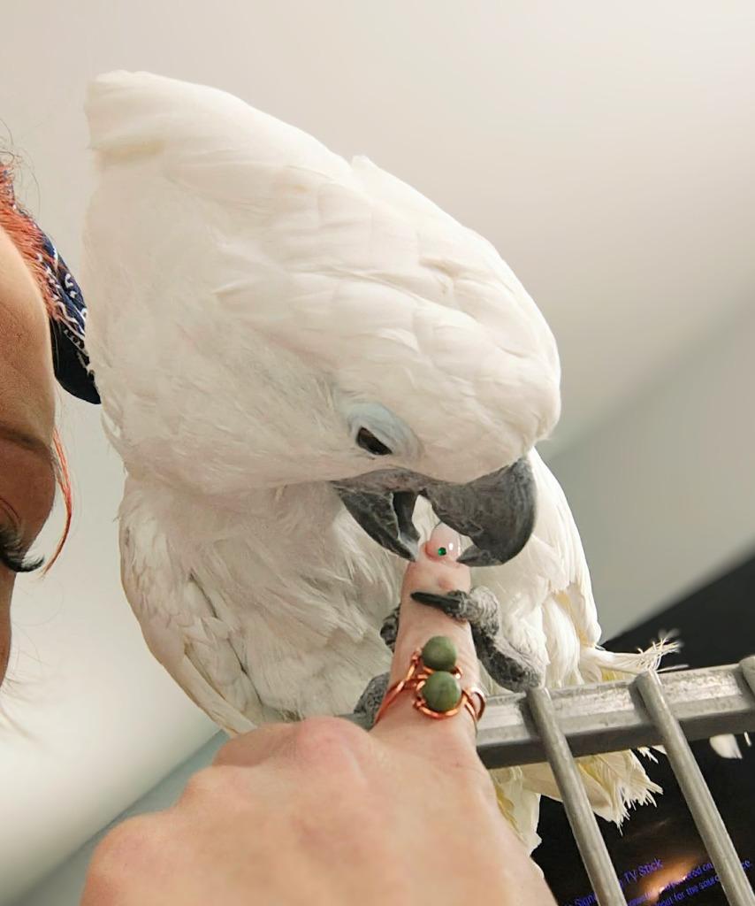 Enlarge Casper, a Adoptable Cockatoo in Ballwin, MO image 2/6