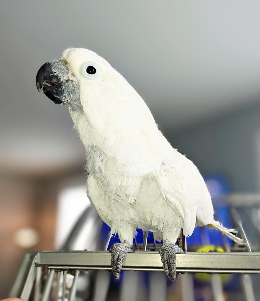 Enlarge Casper, a Adoptable Cockatoo in Ballwin, MO image 3/6
