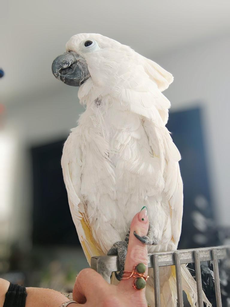 Enlarge Casper, a Adoptable Cockatoo in Ballwin, MO image 4/6