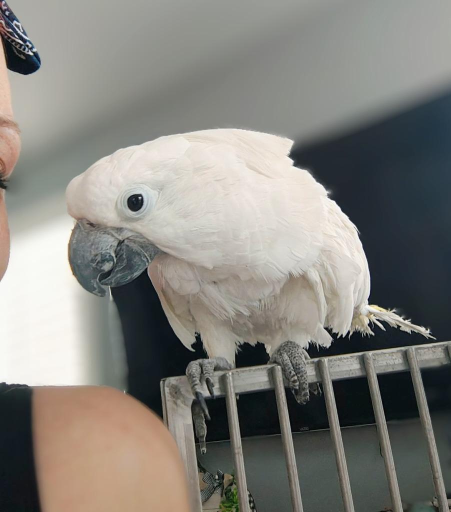 Enlarge Casper, a Adoptable Cockatoo in Ballwin, MO image 5/6
