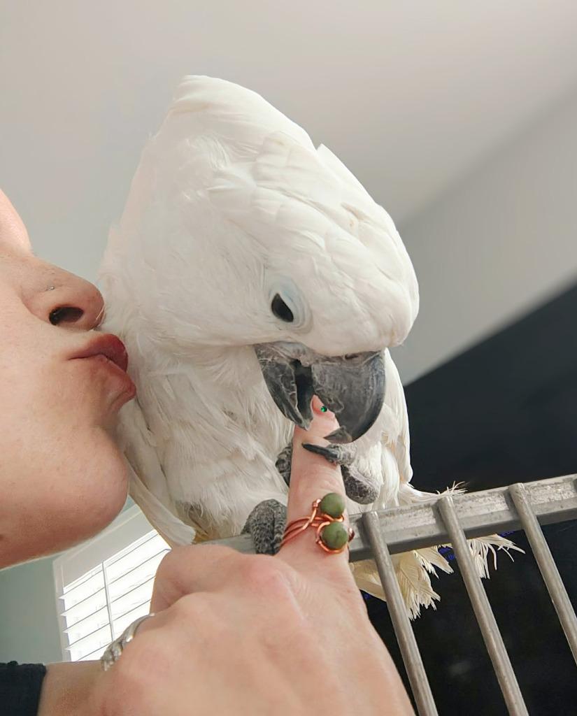 Enlarge Casper, a Adoptable Cockatoo in Ballwin, MO image 6/6