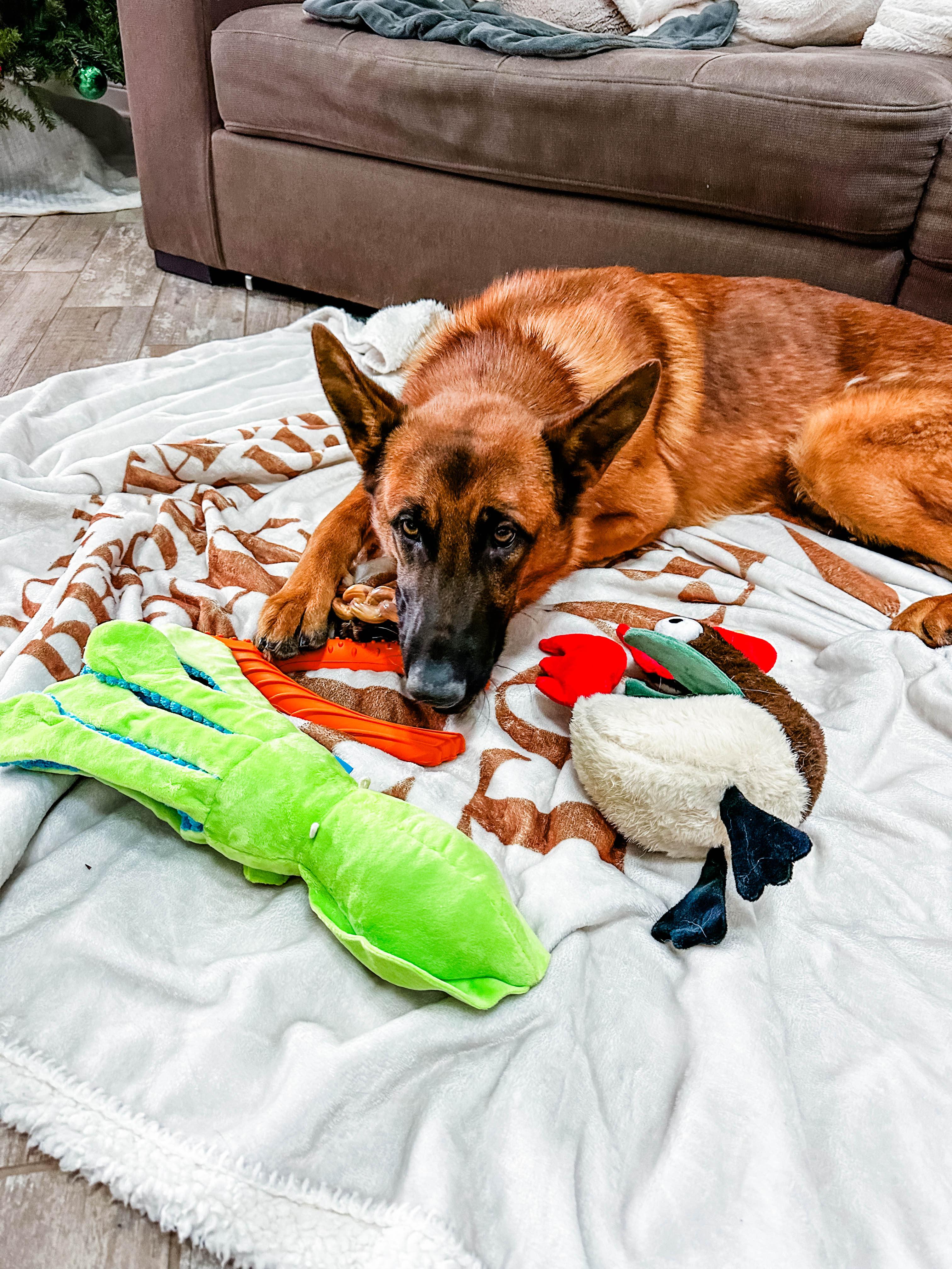Milo - Adopted | Petfinder